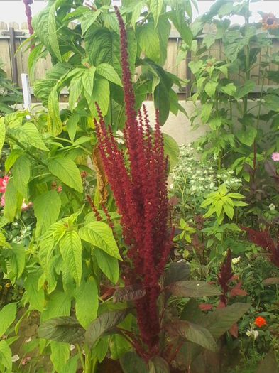 Picture 178 - flori de gradina 2013