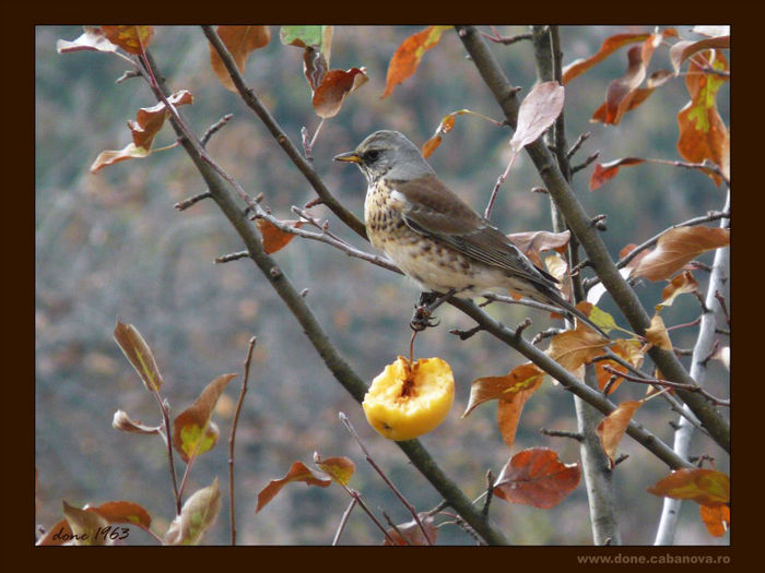 R  P1050793 - FAUNA