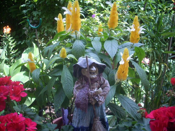 pachistachis - iulie 2013