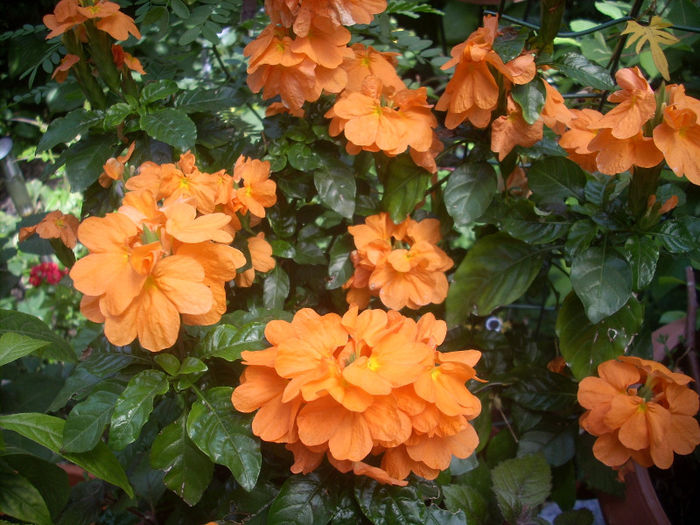 crossandra
