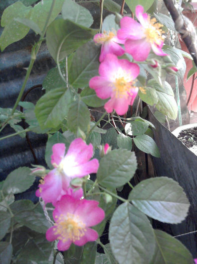Juanita - Trandafirii din gradina
