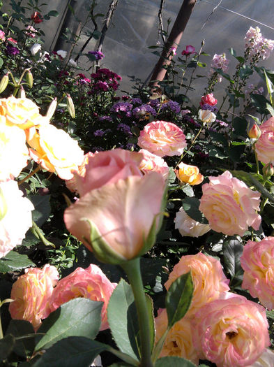 Fotografie0189_001_001_001 - Trandafirii din gradina