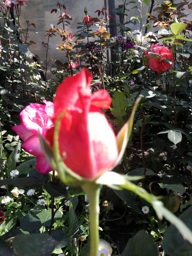 Fantasia mondiale - Trandafirii din gradina