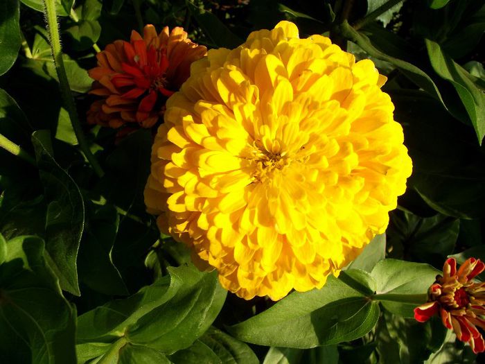 carciumarese 23 - Flori 2013
