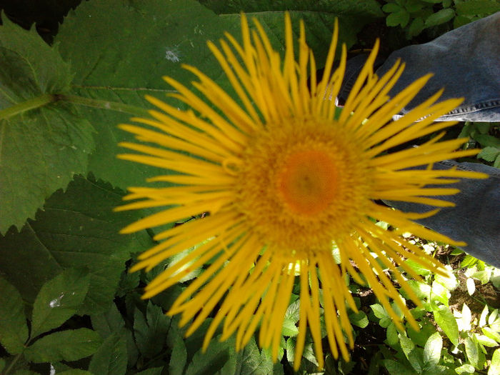 Fotografie0530 - apicultura