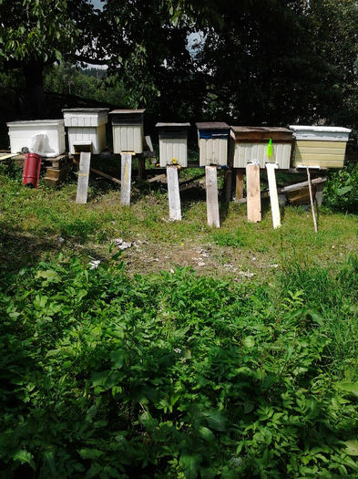 stupi layens - apicultura