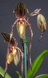 Paphiopedilum Kemp Tower - 1-Orhidee deosebite