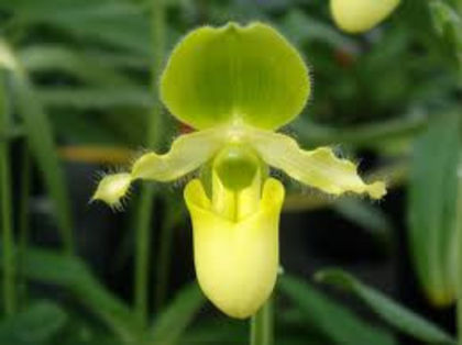 Paphiopedilum primulinum - 1-Orhidee deosebite