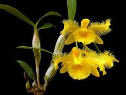 Dendrobium harveyanum - 1-Orhidee deosebite