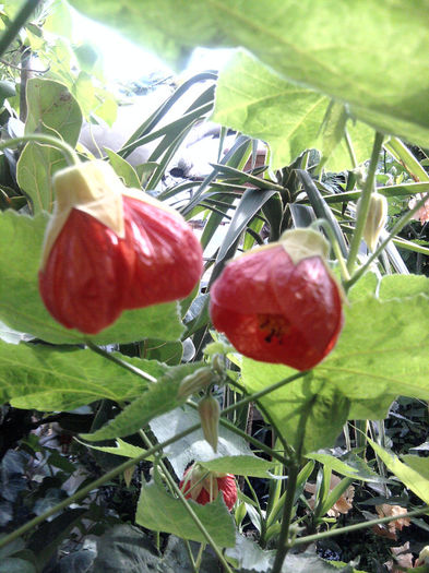 abutilon portocaliu - alte flori 1