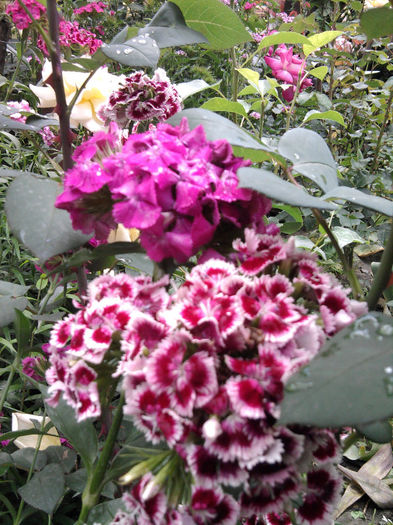 garoafe turcesti - alte flori 1