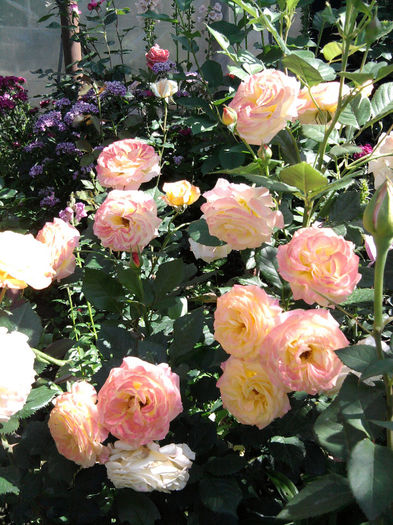 trandafiri gartenspass - alte flori 1