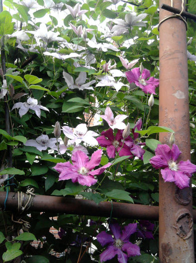 clematis roz si ciclam - alte flori 1