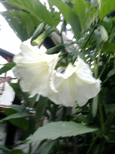 brugmansia alba - alte flori 1