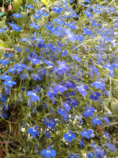 Lobelia - alte flori 1