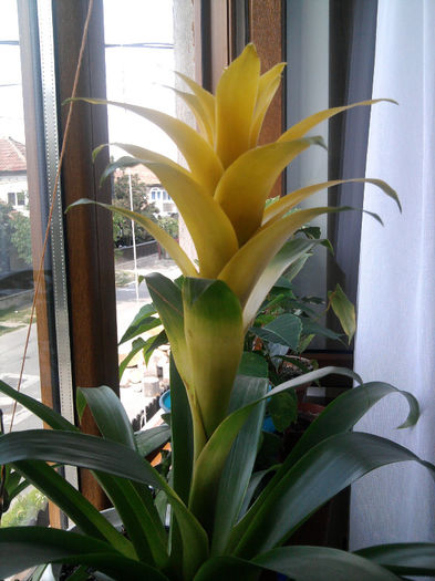 Guzmania