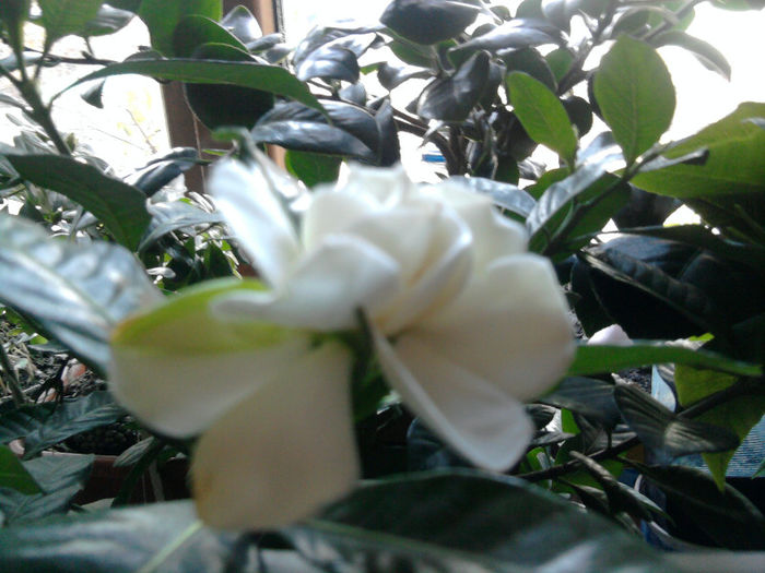 gardenia