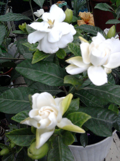 Gardenia