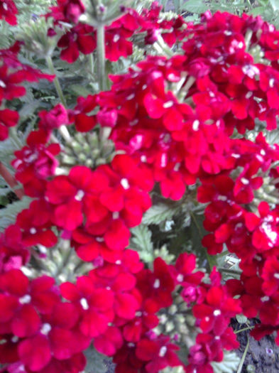 Verbena