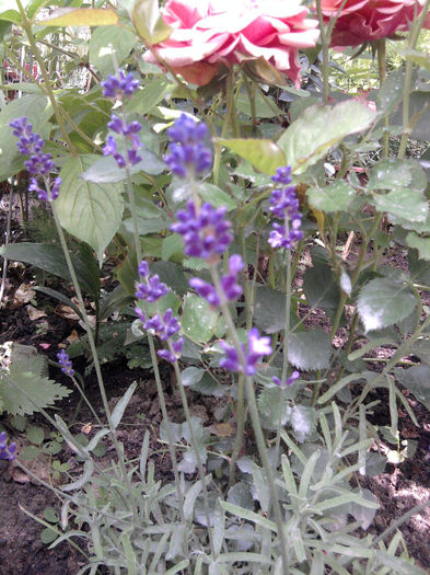 lavanda augustifolia - alte flori 1