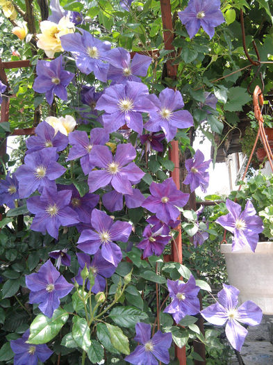 Clematita Jakmani - alte flori 1