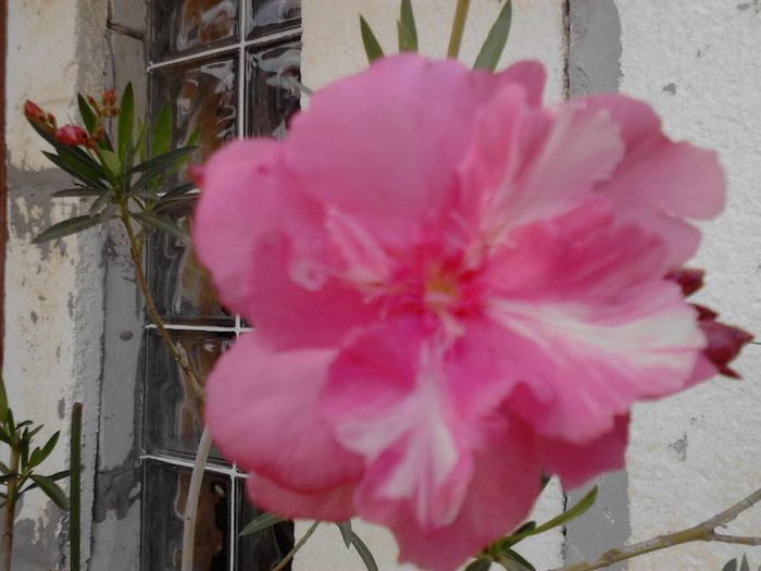 058; leandru roz cu alb
