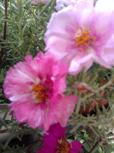 Portulaca(flori de piatra)