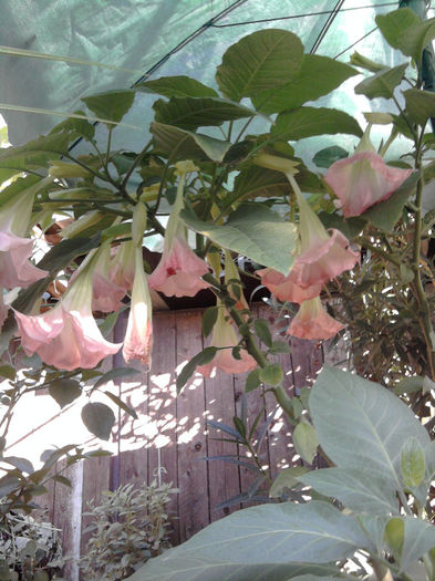 Brugmansia roz