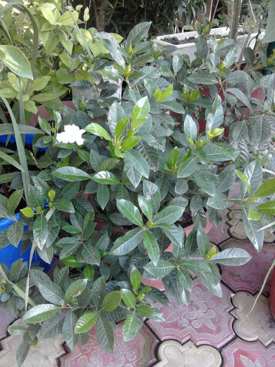 Fotografie0662gardenia - alte flori 1