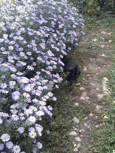 Aster si pisoiul tomita