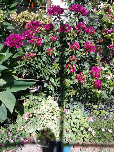 Floare de hartie - alte flori 1