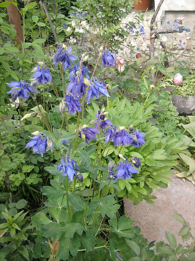 Fotografie0738 - alte flori 1