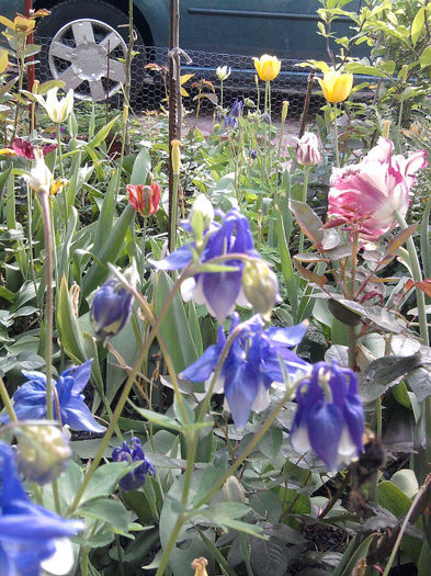 Fotografie0752 - alte flori 1