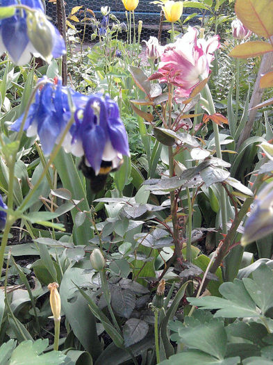 Fotografie0753 - alte flori 1