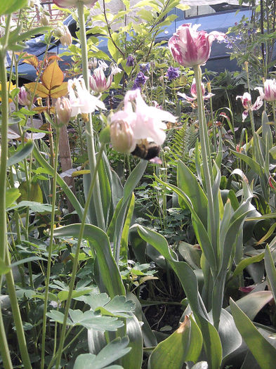 Fotografie0755 - alte flori 1