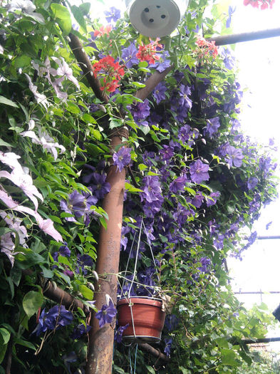 Fotografie0784 - alte flori 1