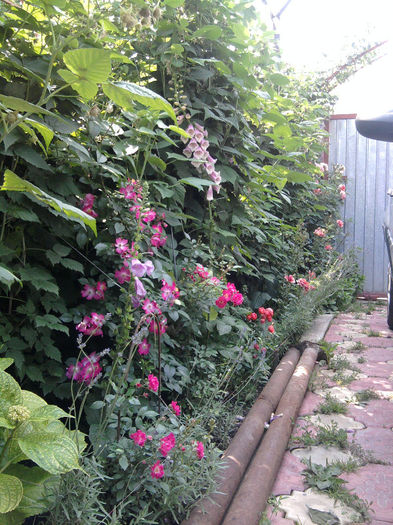 Fotografie0811 - alte flori 1
