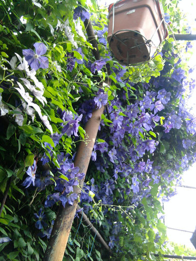Fotografie0846 - alte flori 1