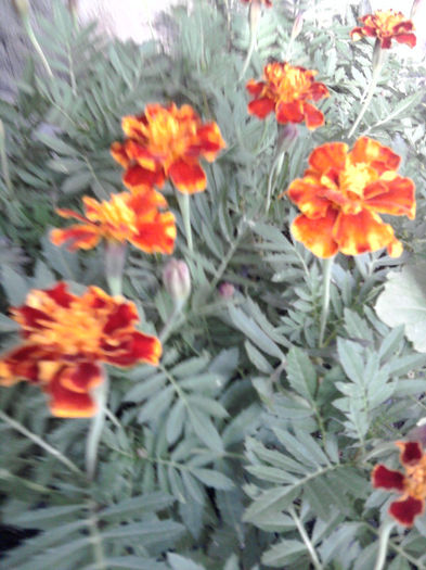 tatgites(craite pitice) - alte flori 1