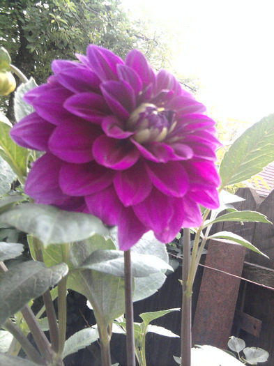 Dalie - alte flori 1