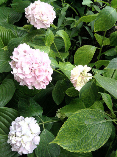 Hortensia roz - alte flori 1