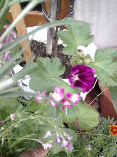Fotografie0888 - alte flori 1