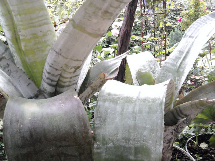 Aecmeea fasciata - alte flori 1