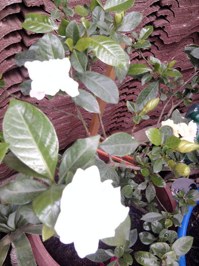  - alte flori 1