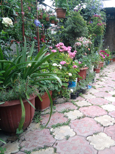 Fotografie0907 - alte flori 1