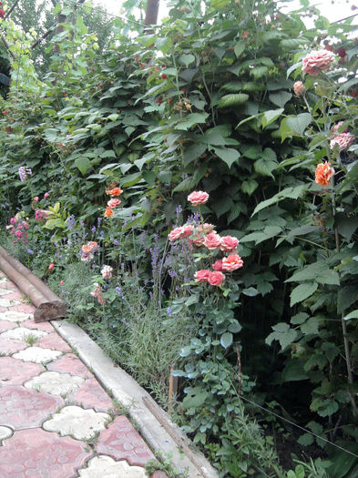 Fotografie0908 - alte flori 1