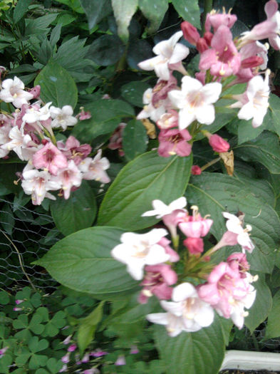 Wingellia roz - alte flori 1