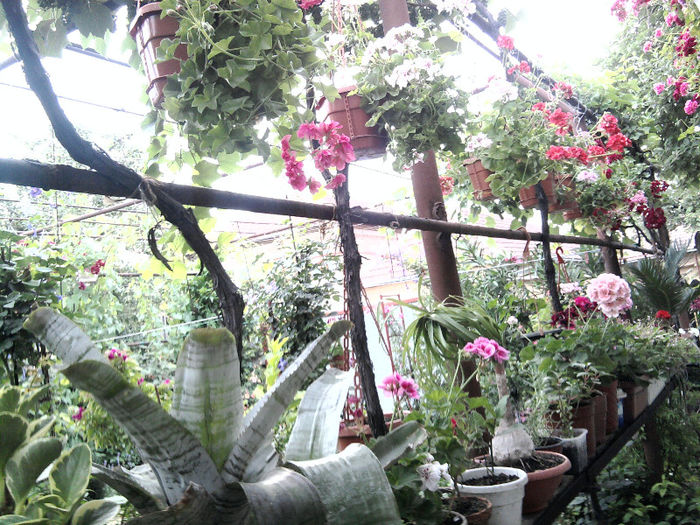 Fotografie0922 - alte flori 1
