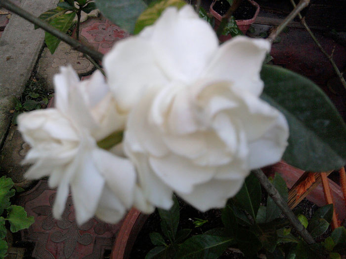 gardenia