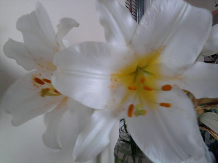 Crin regal - alte flori 1